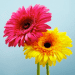 Битроник 2 — интернет-магазин цветов на Битрикс